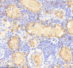 IHC staining of FFPE zebrafish kidney tissue with Prox1a antibody, HRP-labeled secondary and DAB substrate. HIER: boil tissue sections in pH8 EDTA for 20 min and allow to cool before testing.