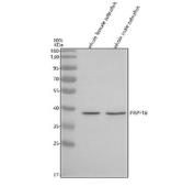 Western blot analysis of Prpf18 protein using Zebrafish Prpf18 antibody and 1) whole female zebrafish tissue lysates and 2) whole male zebrafish tissue lysates. Predicted molecular weight ~39 kDa.