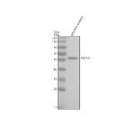 Western blot analysis of Prpf31 protein using Zebrafish Prpf31 antibody and zebrafish embryo tissue lysates. Predicted molecular weight ~56 kDa.