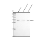 Western blot analysis of Psma3 protein using Zebrafish Psma3 antibody and 1) zebrafish head, 2) whole female zebrafish and 3) whole male zebrafish tissue lysate. Predicted molecular weight ~28 kDa.