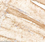 IHC staining of FFPE zebrafish muscle tissue with Psmb1 antibody, HRP-labeled secondary and DAB substrate. HIER: boil tissue sections in pH8 EDTA for 20 min and allow to cool before testing.