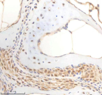 IHC staining of zebrafish Psmc5 protein using Zebrafish Psmc5 antibody, HRP-labeled secondary and DAB substrate. Psmc5 was detected in a paraffin-embedded section of zebrafish bone tissue. HIER: boil tissue sections in pH8 EDTA for 20 min and allow to cool before testing.
