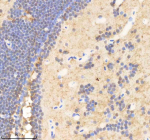 IHC staining of FFPE zebrafish brain tissue with Psmd2 antibody, HRP-labeled secondary and DAB substrate. HIER: boil tissue sections in pH8 EDTA for 20 min and allow to cool before testing.