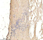 IHC staining of FFPE zebrafish spinal tissue with Psmd2 antibody, HRP-labeled secondary and DAB substrate. HIER: boil tissue sections in pH8 EDTA for 20 min and allow to cool before testing.