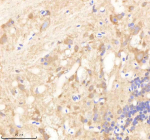 IHC staining of FFPE zebrafish brain tissue with Psmd6 antibody, HRP-labeled secondary and DAB substrate. HIER: boil tissue sections in pH8 EDTA for 20 min and allow to cool before testing.