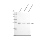 Western blot analysis of Rab14 protein using Zebrafish Rab14 antibody and 1) zebrafish head, 2) whole female zebrafish and 3) whole male zebrafish tissue lysate. Predicted molecular weight ~24 kDa.