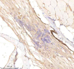 IHC staining of FFPE zebrafish spinal cord tissue with Rcc2 antibody, HRP-labeled secondary and DAB substrate. HIER: boil tissue sections in pH8 EDTA for 20 min and allow to cool before testing.