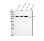 Western blot analysis of Sdha protein using Zebrafish Sdha antibody and 1) zebrafish head, 2) whole female zebrafish, 3) whole male zebrafish and 4) zebrafish embryo tissue lysate. Predicted molecular weight ~72 kDa.