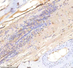 IHC staining of zebrafish Sf3a1 protein using Zebrafish Sf3a1 antibody, HRP-labeled secondary and DAB substrate. Sf3a1 was detected in a paraffin-embedded section of zebrafish spinal cord tissue. HIER: boil tissue sections in pH8 EDTA for 20 min and allow to cool before testing.