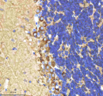 IHC staining of FFPE zebrafish cerebellum tissue with Shha antibody, HRP-labeled secondary and DAB substrate. HIER: boil tissue sections in pH8 EDTA for 20 min and allow to cool before testing.