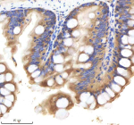 IHC staining of FFPE zebrafish colon tissue with Shha antibody, HRP-labeled secondary and DAB substrate. HIER: boil tissue sections in pH8 EDTA for 20 min and allow to cool before testing.