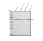 Western blot analysis of Srp54 protein using Zebrafish Srp54 antibody and 1) zebrafish head, 2) whole female zebrafish, 3) whole male zebrafish and 4) zebrafish embryo tissue lysate. Predicted molecular weight ~56 kDa.