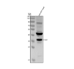 Western blot analysis of Star protein using Zebrafish Star antibody and zebrafish head tissue lysates. Predicted molecular weight ~32 kDa. The human preprotein is ~37 kDa with a 30-32 kDa mature form.
