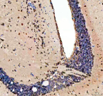 IHC staining of FFPE zebrafish brain tissue with Psmc3 antibody, HRP-labeled secondary and DAB substrate. HIER: boil tissue sections in pH8 EDTA for 20 min and allow to cool before testing.