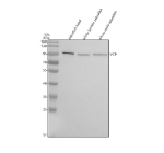 Western blot analysis of Cdc48 protein using Zebrafish Cdc48 antibody and 1) zebrafish head, 2) whole female zebrafish and 3) whole male zebrafish tissue lysate. Predicted molecular weight ~89 kDa, commonly observed at 89-97 kDa. (human similarity)
