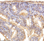 IHC staining of FFPE zebrafish colon tissue with Cdc48 antibody, HRP-labeled secondary and DAB substrate. HIER: boil tissue sections in pH8 EDTA for 20 min and allow to cool before testing.