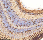 IHC staining of FFPE zebrafish eye tissue with Cdc48 antibody, HRP-labeled secondary and DAB substrate. HIER: boil tissue sections in pH8 EDTA for 20 min and allow to cool before testing.