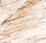 IHC staining of FFPE zebrafish muscle tissue with Cdc48 antibody, HRP-labeled secondary and DAB substrate. HIER: boil tissue sections in pH8 EDTA for 20 min and allow to cool before testing.