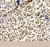 IHC staining of FFPE zebrafish colon tissue with Abcc12 antibody, HRP-labeled secondary and DAB substrate. HIER: boil tissue sections in pH8 EDTA for 20 min and allow to cool before testing.
