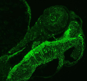 Immunofluorescent staining of FFPE zebrafish embryo tissue with Zebrafish Abcc12 antibody (green). HIER: steam section in pH8 EDTA buffer for 20 min.