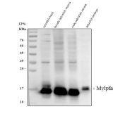 Western blot analysis of Mylz2/Mylpfa protein using Zebrafish Mylz2 antibody and 1) zebrafish head, 2) whole female zebrafish, 3) whole male zebrafish and 4) zebrafish embryo tissue lysate. Predicted molecular weight ~19 kDa.