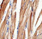 IHC staining of FFPE zebrafish skeletal muscle tissue with Mylz2 antibody, HRP-labeled secondary and DAB substrate. HIER: boil tissue sections in pH8 EDTA for 20 min and allow to cool before testing.