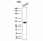 Western blot testing of human HepG2 cell lysate with CD147 antibody. Predicted molecular weight: ~27 kDa (unmodified), 43-66 kDa (glycosylated).