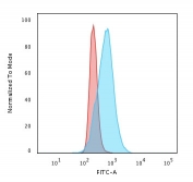 Flow cytometry testing of PFA-fixed human HeLa cells with Cyclin B1 antibody (clone V92.1); Red=isotype control, Blue= Cyclin B1 antibody.