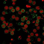 Immunofluorescent staining of human MOLT-4 cells with CD6 antibody (clone 3F7B5, green) and Reddot nuclear stain (red).