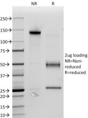 SDS-PAGE Analysis of Purified, BSA-Free CD34 Antibody (clone ICO-115). Confirmation of Integrity and Purity of the Antibody.