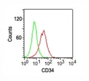 Surface flow cytometric analysis of CD34 on KG-1 cells using CD34 antibody (ICO-115, red) and isotype control antibody (green). The PPI-negative cell population was gated for analysis.