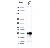 Western blot testing of mouse NIH 3T3 cell lysate with p27Kip1 antibody. Expected molecular weight ~27 kDa.