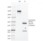 SDS-PAGE analysis of purified, BSA-free EGFR antibody (clone H9B4) as confirmation of integrity and purity.