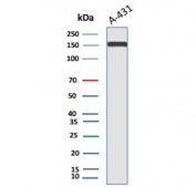 Western blot testing of A431 lysate using EGFR antibody. Expected molecular weight: 134-180 kDa depending on glycosylation level.