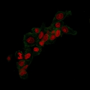 Immunofluorescent staining of methanol-fixed human SLBR3 cells with ErbB2 antibody (clone HRB2/258, green) and Reddot nuclear stain (red).