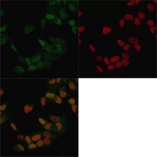 Immunofluorescent staining of methanol-fixed human MCF7 cells with ER antibody (clone ER506, green) and Reddot nuclear stain (red).