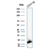 Western blot testing of human COLO-38 cell lysate with Melan-A antibody (clone M2-9E3). Expected molecular weight ~20 kDa with possible doublet.