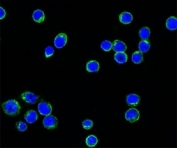Confocal immunofluorescent testing of Ramos cells with Alexa Fluor 488 conjugated Lambda Light Chain antibody (green) and DAPI nuclear counterstain (blue).