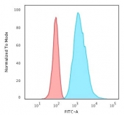 Flow cytometry testing of permeabilzed human HeLa cells with Cytokeratin 8 antibody (clone K8/383); Red=isotype control, Blue= Cytokeratin 8 antibody.