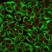 Immunofluorescent staining of permeabilized human HeLa cells with Cytokeratin 8 antibody (clone K8/383, green) and Reddot nuclear stain (red).