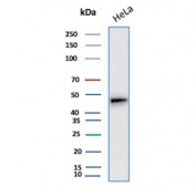 Western blot testing of human HeLa cell lysate using Cytokeratin 17 antibody (clone E3).