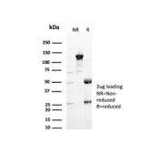 SDS-PAGE analysis of purified, BSA-free Cytokeratin 17 antibody (clone E3) as confirmation of integrity and purity.