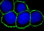 Immunofluorescent testing of FFPE human HT29 cells with EpCAM antibody (clone 323/A3). Green = EpCAM antibody, blue = DAPI (nuclear stain).