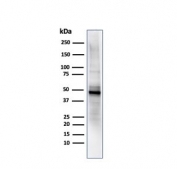 Western blot testing of human PC3 cell lysate using ODC-1 antibody (clone ODC1/485).