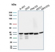 Western blot testing of human A431, 293T, HepG2 and MCF7 cell lysate and mouse NIH 3T3 cell lysate with PCNA antibody. Predicted molecular weight ~29 kDa, routinely observed at 29~36 kDa.