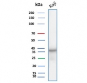 Western blot testing of human Raji cell lysate with PCNA antibody. Predicted molecular weight ~29 kDa, routinely observed at 29~36 kDa.