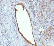 PECAM-1 antibody C31.7 immunohistochemistry tonsil (clone C31.7).