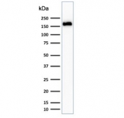 Western blot testing of human HeLa cell lysate with Podocalyxin antibody (clone 3D3). Expected molecular weight: 55-165 kDa depending on level of glycosylation.