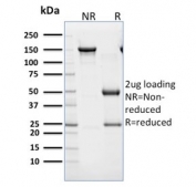 SDS-PAGE analysis of purified, BSA-free CD45RB antibody (clone BRA-11) as confirmation of integrity and purity.