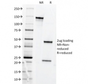 SDS-PAGE analysis of purified, BSA-free Transferrin receptor antibody (clone DF1513) as confirmation of integrity and purity.